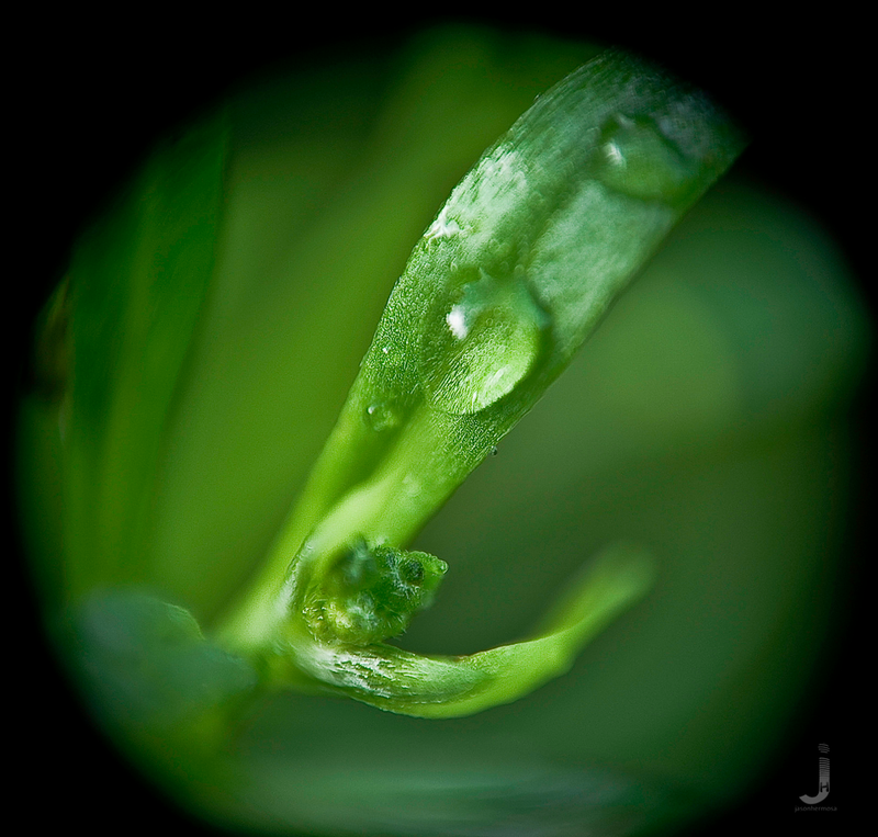 Illustration for article titled Shooting Challenge: Bokeh, Gallery 5